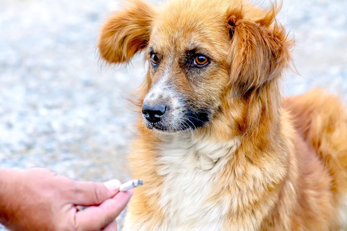 江東区 動物病院は予約不要 タバコが犬や猫の健康に与える影響とは 芝浦動物医療センター